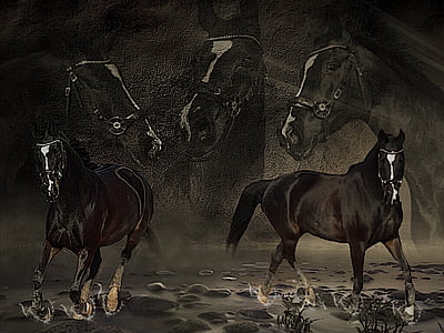 hester, collage, tåke, vann, hodet, er ubeskrivelig, Photoshop