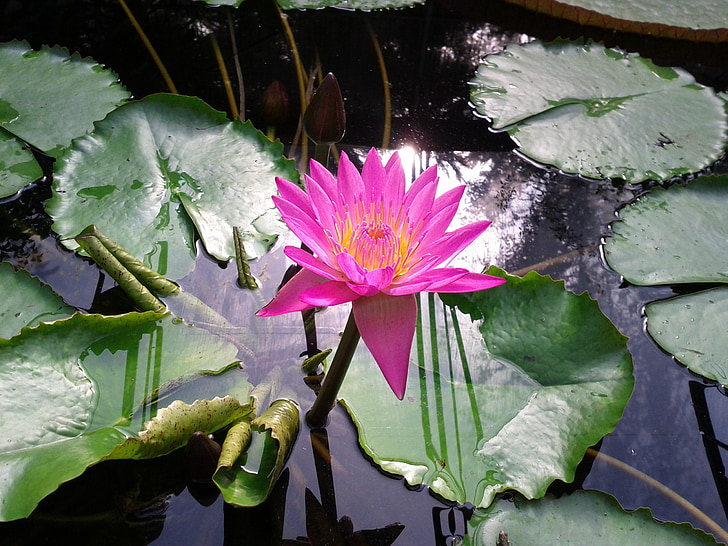 Lotus, natur, akvatiske plante
