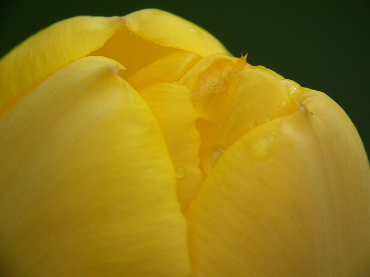 tulip, yellow, flora