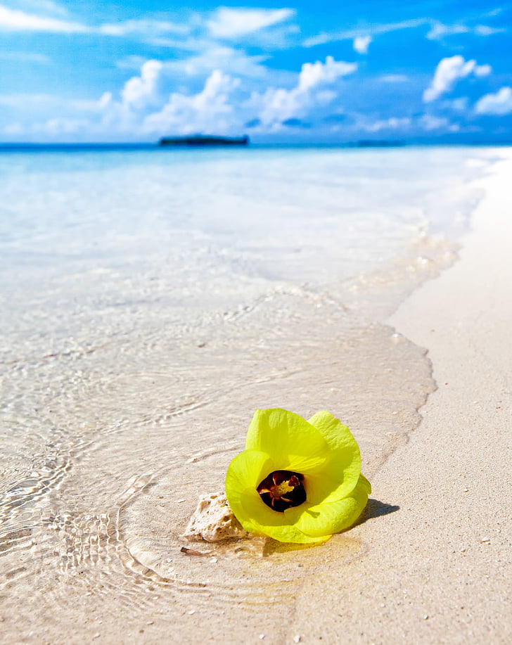 balto smėlio paplūdimys, paplūdimys, geltonos gėlės, savo ruožtu sunku lankas, atogrąžų, Moro Tailando salos, Indonezija