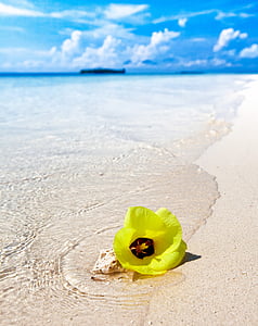 Spiaggia di sabbia bianca, spiaggia, fiori gialli, girare a fiocco rigido, Tropical, isola thailandese Moro, Indonesia