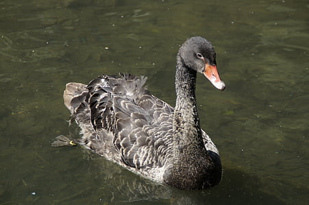 black swan, swan, swim, waters, water, water bird, animal