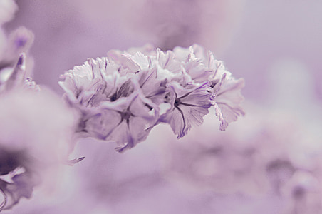 violet, flower, macro, purple, garden, pale pink, nature
