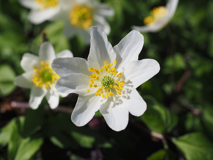 wood anemone, blossom, bloom, flower, white, anemone nemorosa, anemone