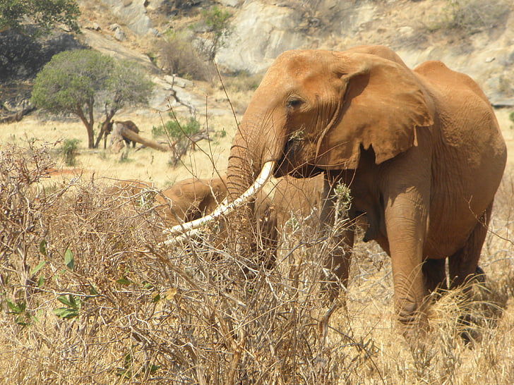 象, ケニア, アフリカ, 野生, 野生動物, 動物, 自然