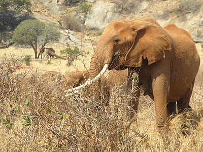 ช้าง, เคนย่า, แอฟริกา, ป่า, สัตว์ป่า, สัตว์, ธรรมชาติ