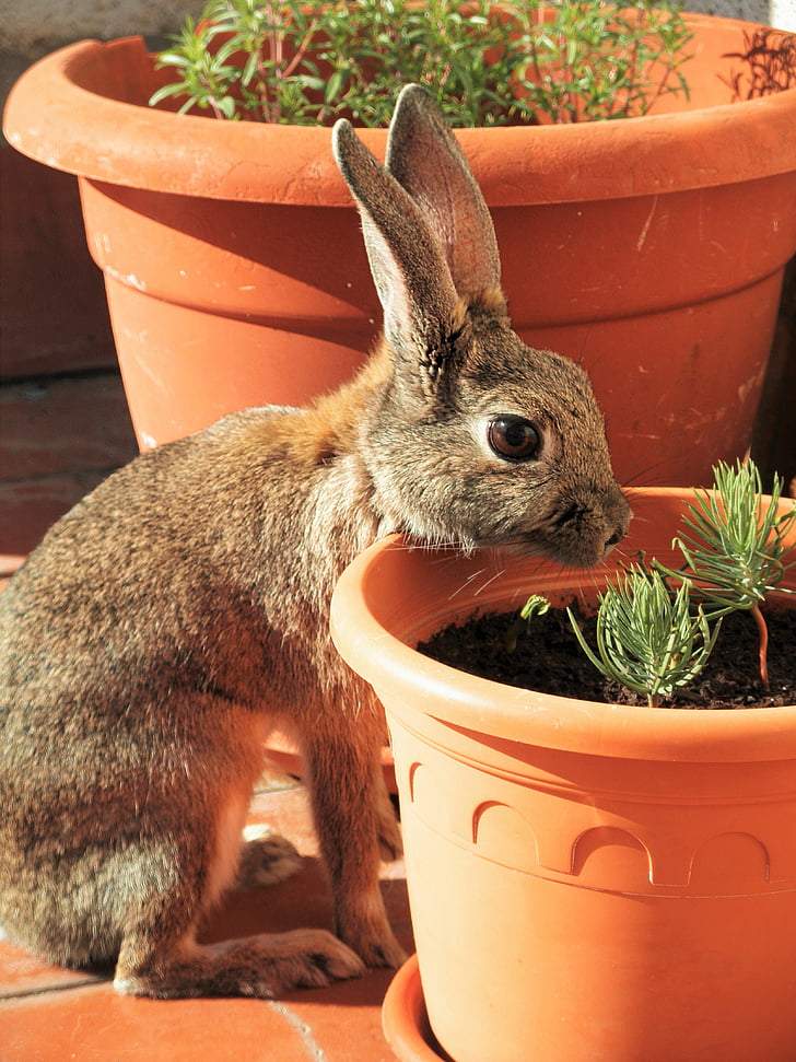 rabbit, looking, stone, pine, seedling, flower, pot