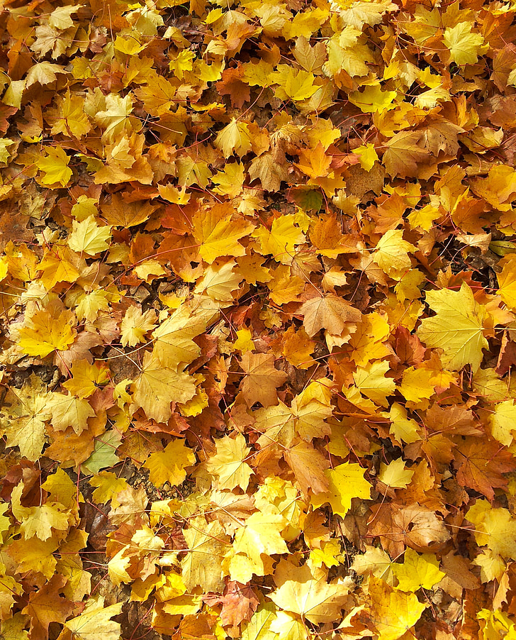 blader, fallet løvverk, høst, gylden, Golden oktober, ark regn, gyldne høsten