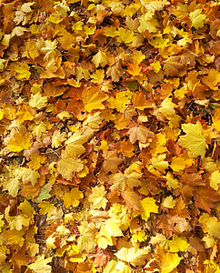 listy, padajícího listí, podzim, zlatý, Zlatý říjen, list déšť, zlatý podzim