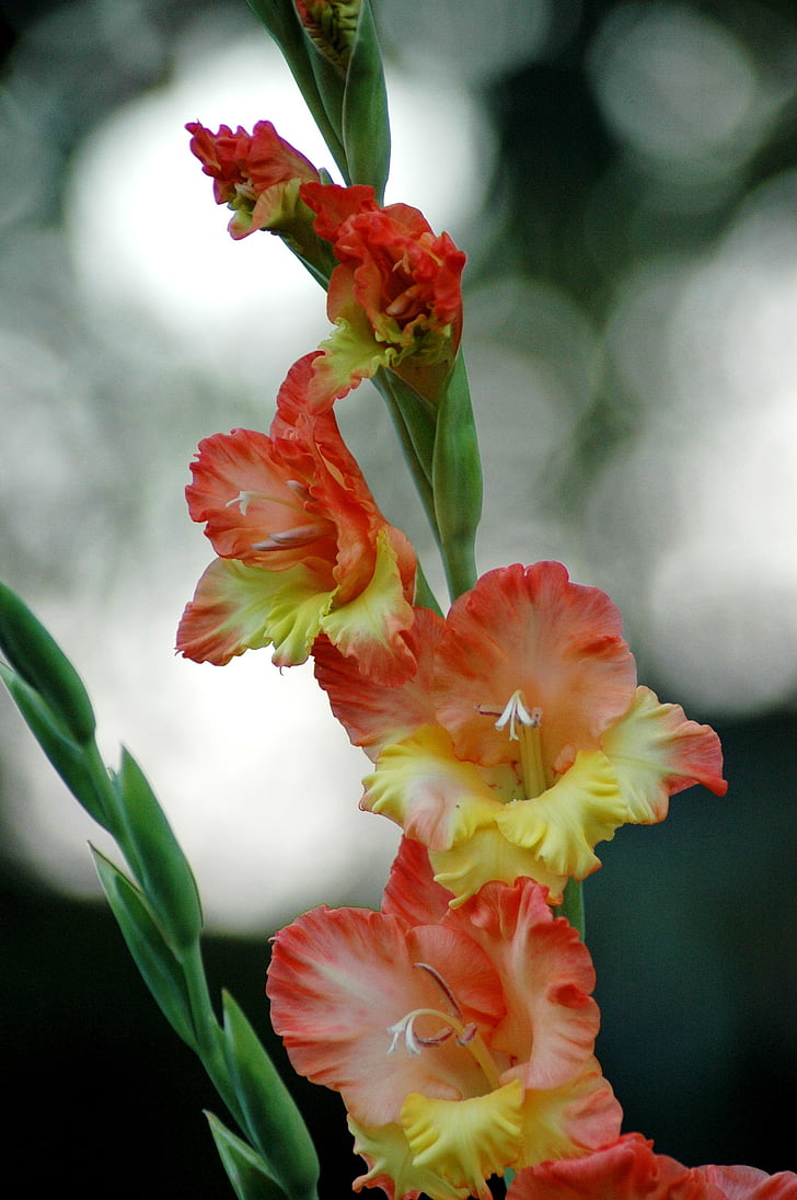Gladiolus, blomst, farger, Žlutočervená, vekst, friskhet, natur