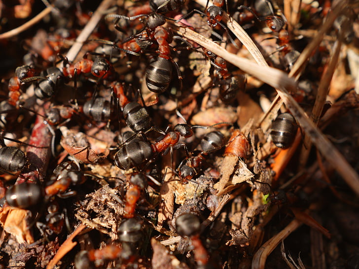 ant, rood, houten ant, mierenhoop, crawl, ant hill, insect