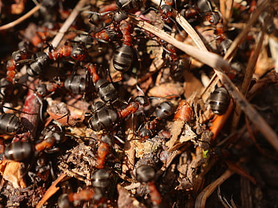 fourmi, rouge, fourmi, fourmilière, analyse, fourmilière, insecte