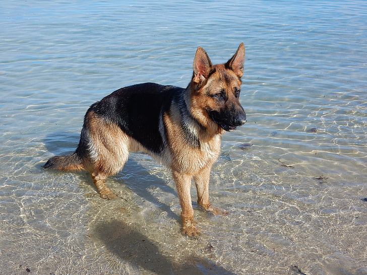 cane, Pastore tedesco, spiaggia, Canino, animale, carina, nazionali