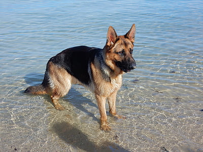 hond, Duitse herder, strand, Canine, dier, schattig, binnenlandse