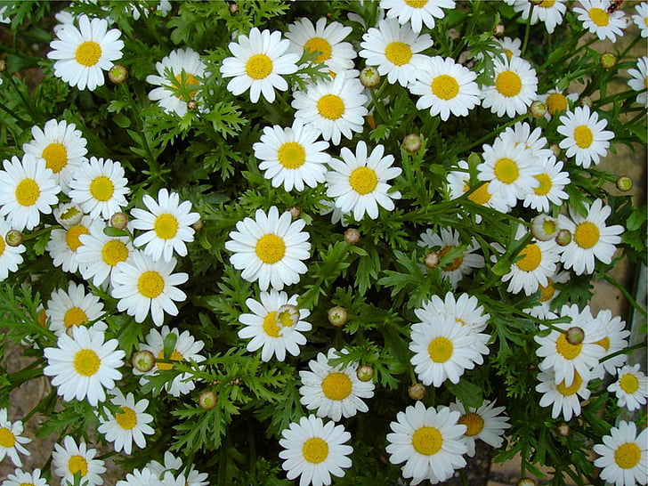 sedmikrásky, Bílý květ, závod, Příroda, sedmikráska, květ, léto