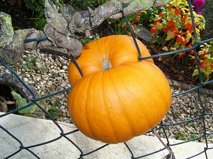 pumpkin, fence, deco, color, nature, autumn, harvest