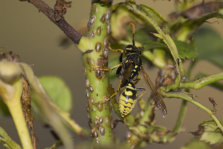 WASP, hmyz, Zavřít