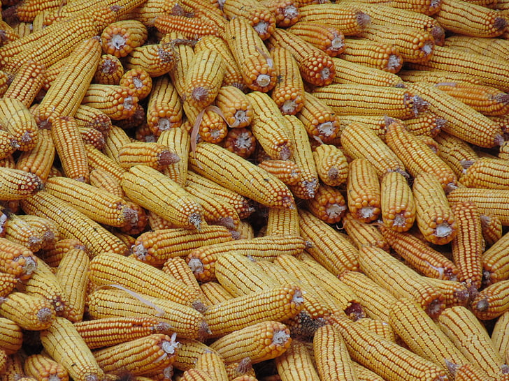 kukuřice, žlutá, žlutá kukuřice, zelenina