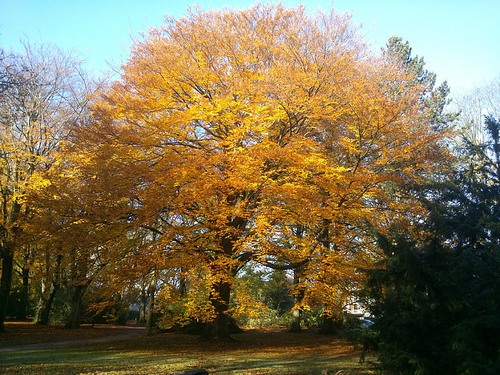 drzewo, jesień, Kolor, światło, pozostawia, liści jesienią, Jesienny Las