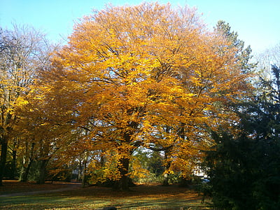 дерево, Осень, Цвет, свет, листья, листья осенью, Осенний лес