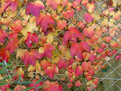 automne, automne doré, feuilles, feuilles en automne, coloré, rouge, jaune