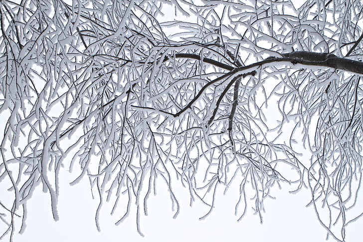 sort, bladløst, gren, dækket, sne, træer, Frost