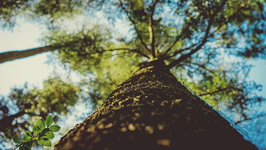 tronco de árbol, vertical, tronco, árbol, madera, al aire libre, corteza