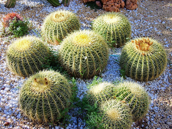 estate, Spagna, Cactus, piante, pianta