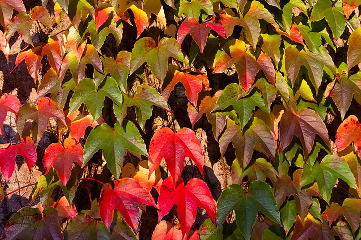 Blätter, fallen, Herbst, Farben, rot, Grün, gelb