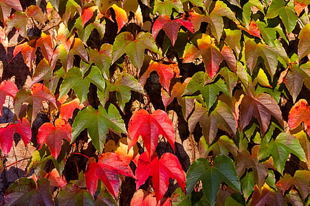 listi, padec, jeseni, barve, rdeča, zelena, rumena