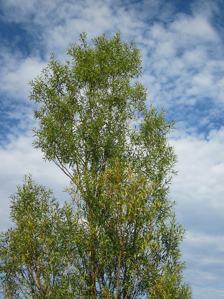 Salix alba, Baltojo gluosnio, medis, Botanika, floros, augalų, filialas