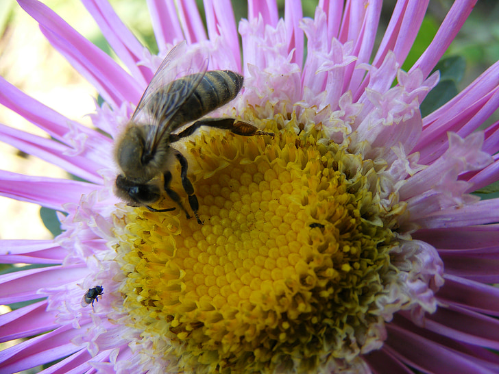 flor, abelha, macro, pétalas, MOV, amarelo, pólen