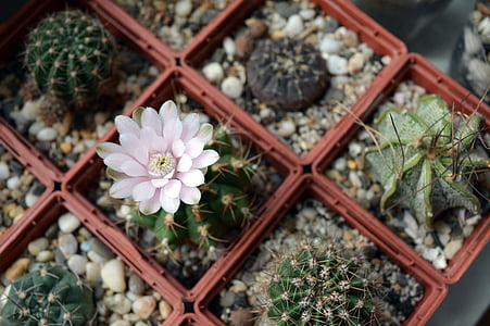 plants in pots, cactus collection, flowers on the windowsill, cactus flower, gymnocalycium, in a pot, plant