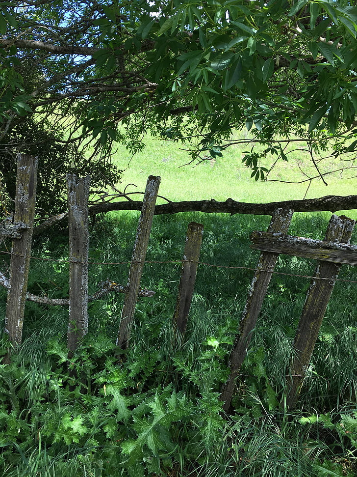 fence, park, farm, outdoor, grass, wood, green