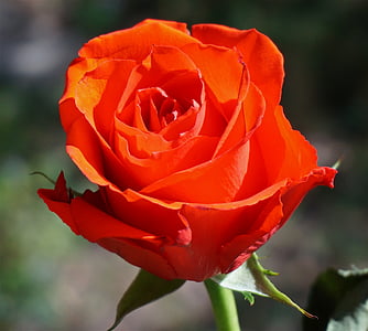Rosa naranja, color de rosa, flor, flor, floración, naturaleza, jardín
