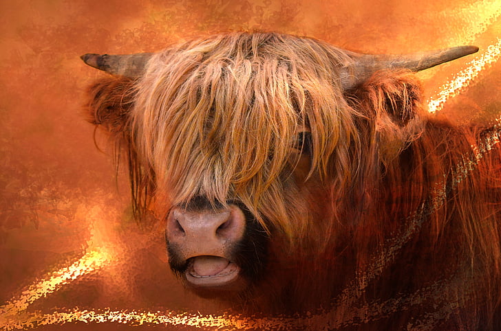 boeuf Highland, viande bovine, fourrure, cors, pied, animal, vache