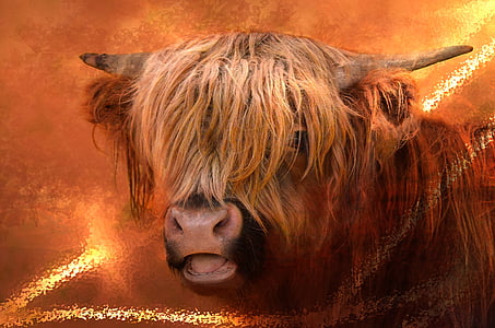 Highland wołowiny, Wołowina, futro, rogi, stopy, zwierząt, krowa