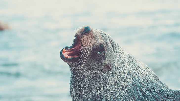 photo, gray, seal, animals, one animal, animals in the wild, sea