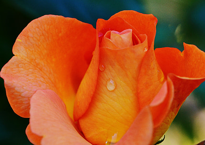 Rosa, taronja, gota d'aigua, pipa, flor, flor rosa, macro