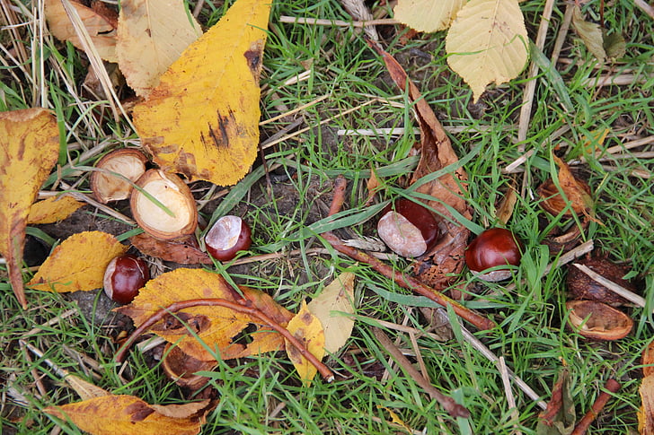 castagno, autunno, foglie di castagno, foglie