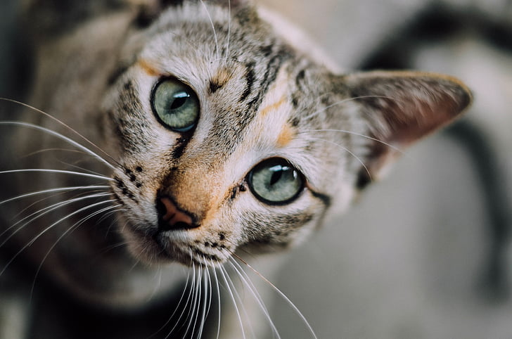 gezicht van de kat, Vos, kat, groene ogen, huisdieren, huisdier, snorharen
