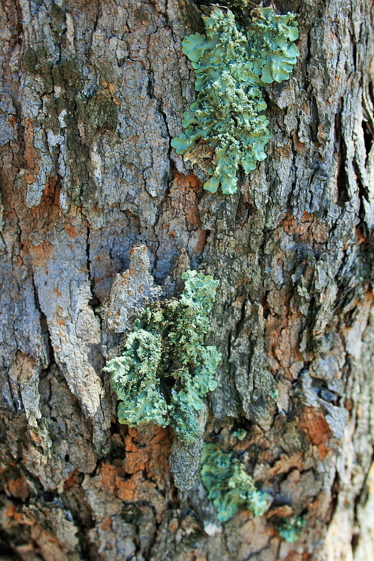 arbre, tronc, liquen, arrissat, verd, simbiosi, fongs photobiont