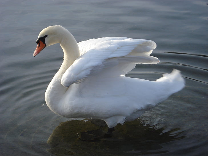 Swan, sjön, Lausanne, fågel, djur, vatten, Majestic
