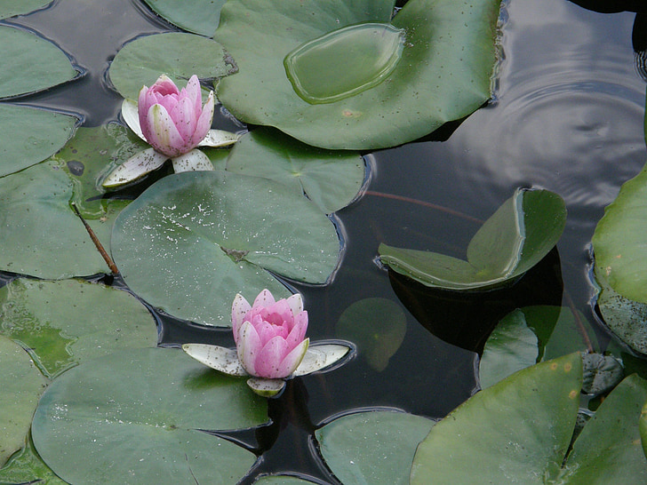 waterlilies, flowers, pond
