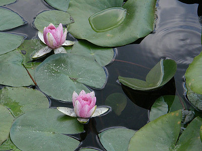 waterlilies, bunga, Kolam