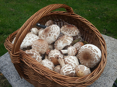cesta de cogumelo, parasol, cesta, colheita do cogumelo