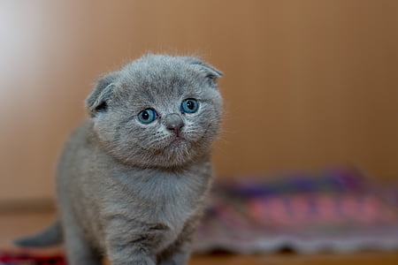 adorable, animal, cat, cute, furry, kitten, kitty