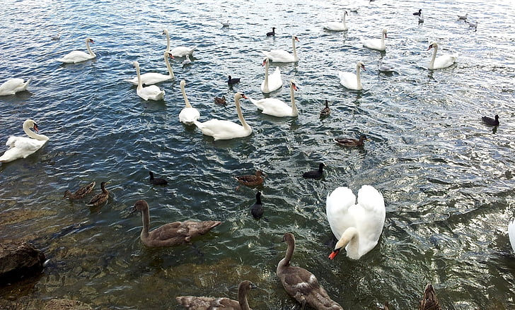 fågel, Swan, Anka, sjön, vatten, vilda djur, naturen