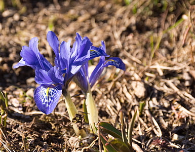 lill, sinine, Sulgege, kevadel, õis, Bloom, loodus