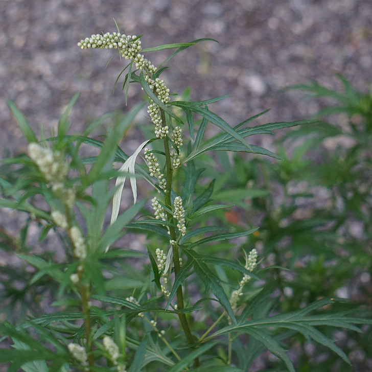 Bijvoet, Artemisia vulgaris, pollen allergie, bloem bud